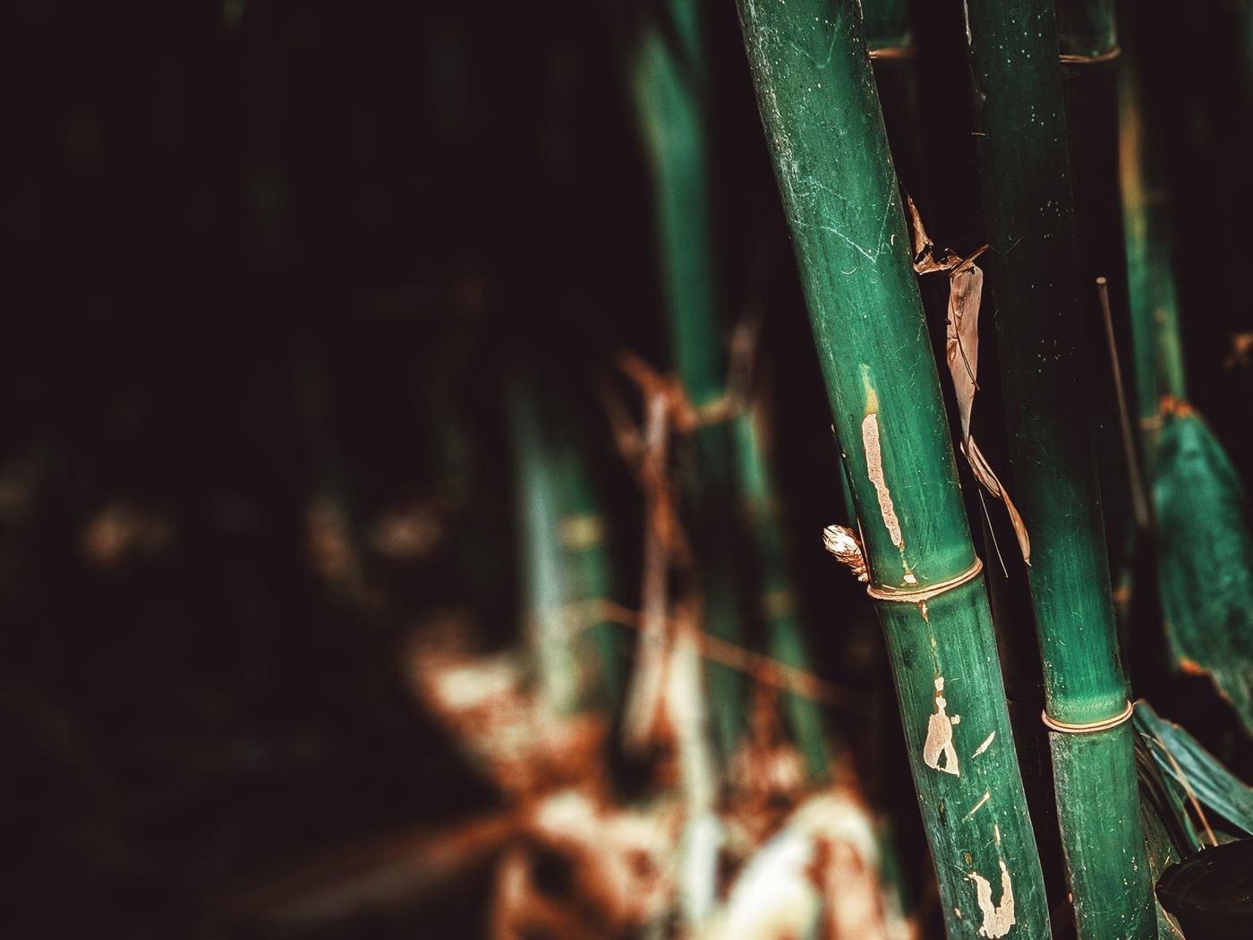 Green bamboo stalks photographed in natural light.