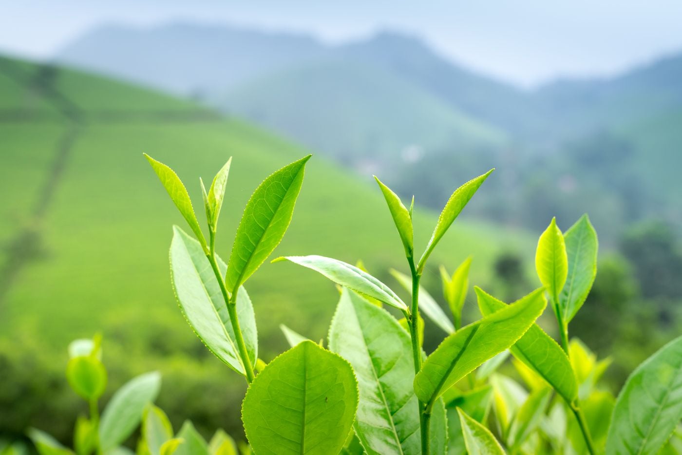 Fresh tea leaves in front of a green plantation.