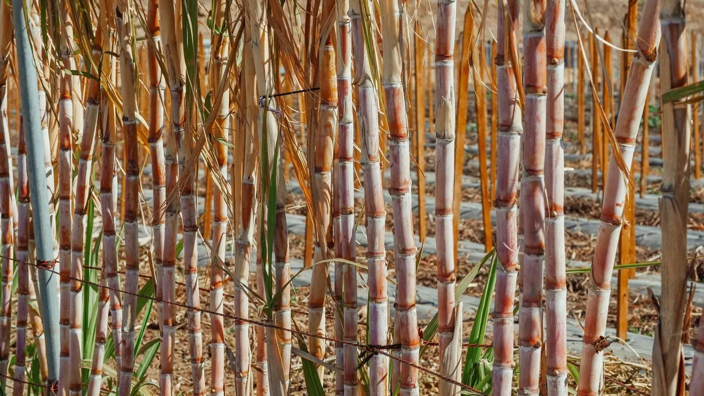 Growing sugarcane